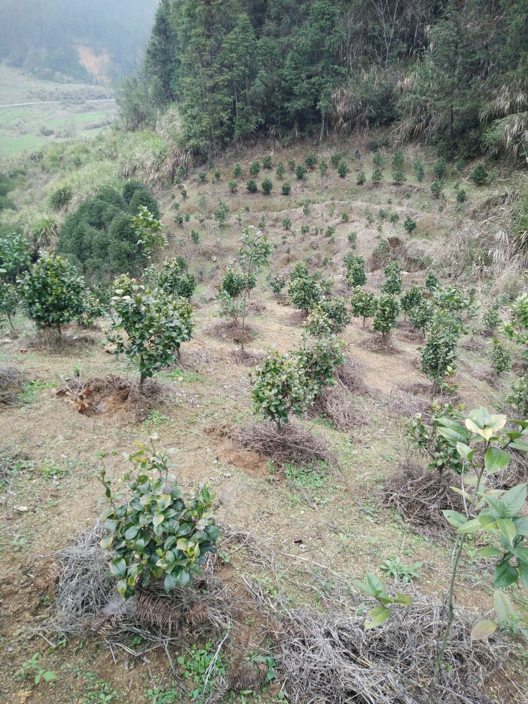  茶花，茶花球地径2一3㎝冠幅40一60㎝工程茶花球