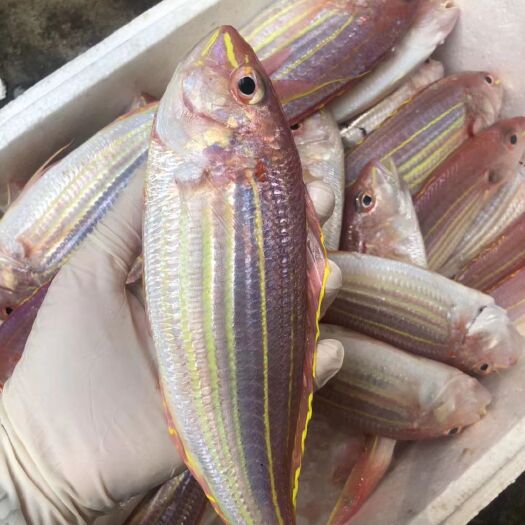 饶平县 海钓金线红杉鱼  钓口  