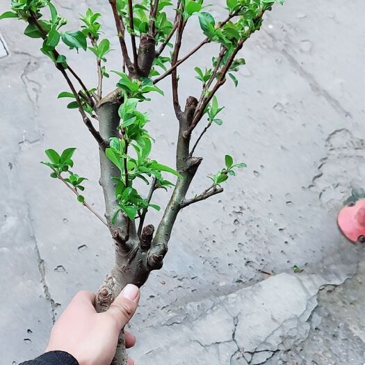  海棠花樹苗盆栽盆景老樁花卉植物