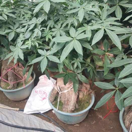 漳浦县大叶发财树 量大优惠