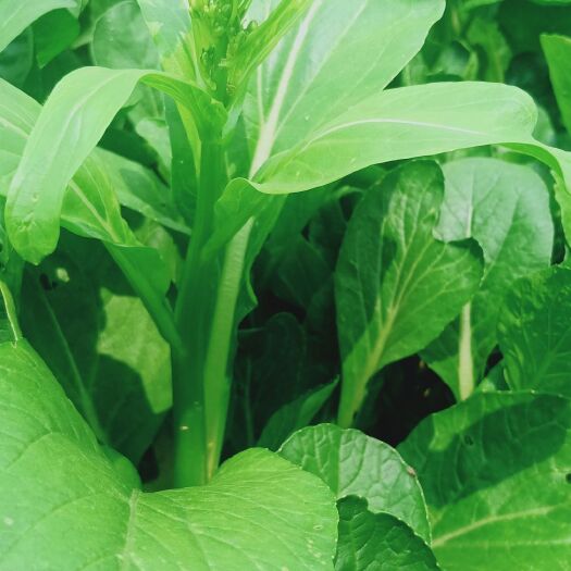 惠州青菜心 长期有大量菜心供应