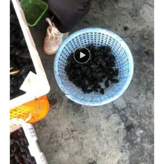 德昌县德昌桑葚 3 - 4cm