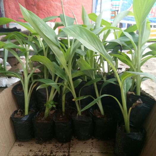 灵山县 金粉一号香蕉苗、威廉B6香蕉苗 根系发达树势高大粗壮果实优质