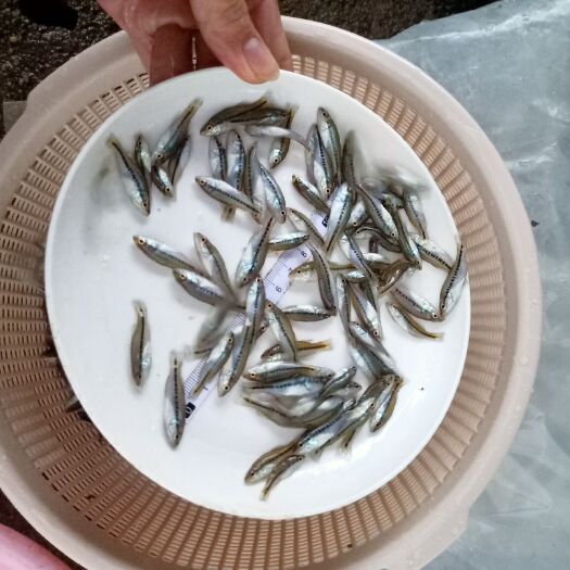 株洲 鱼苗孵化基地 加州鲈鱼苗批发