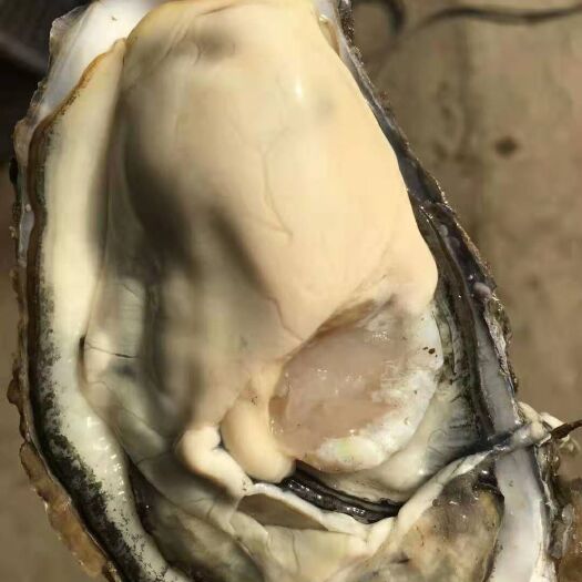 乳山市三倍体生蚝  三倍体 2.5+乳山牡蛎批发