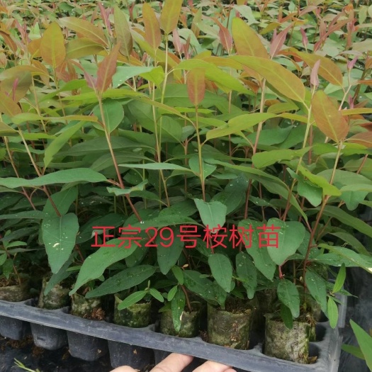 南宁广林九号桉树 今晚有高苗，靓苗到货，29号29号29号重要的事情说三遍