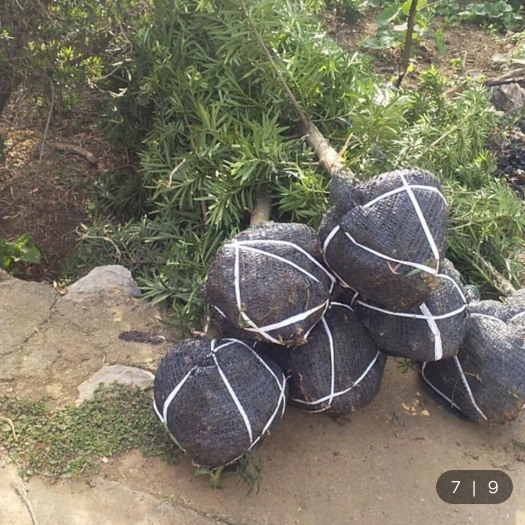 荔浦市 中小罗汉松，根径4一6公分大有1万棵处理批发，老板联系我吧