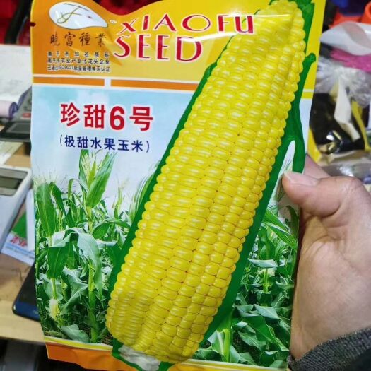 郑州 珍甜6号甜水果玉米种子  黄色水果玉米种子