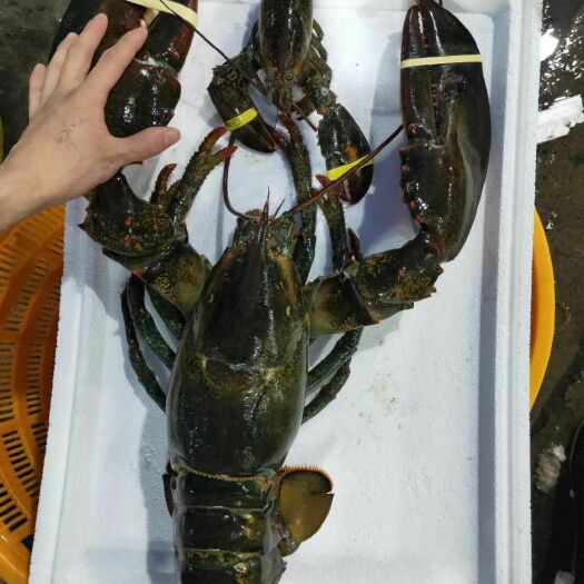 上海波士顿龙虾  精品特大冰冻波士顿波龙5-7.8斤一只5斤起包