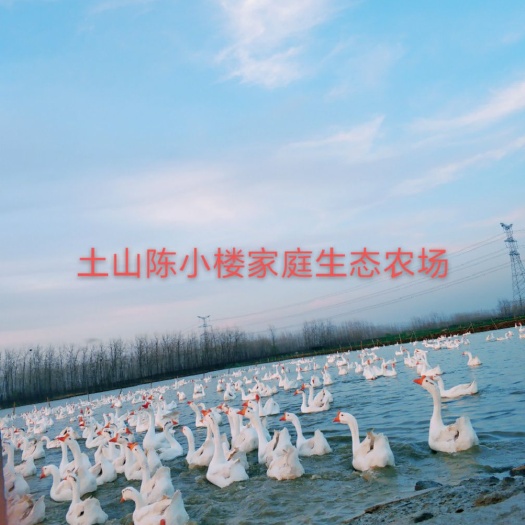 邳州市土鹅蛋 散养大白鹅，受精率有保证