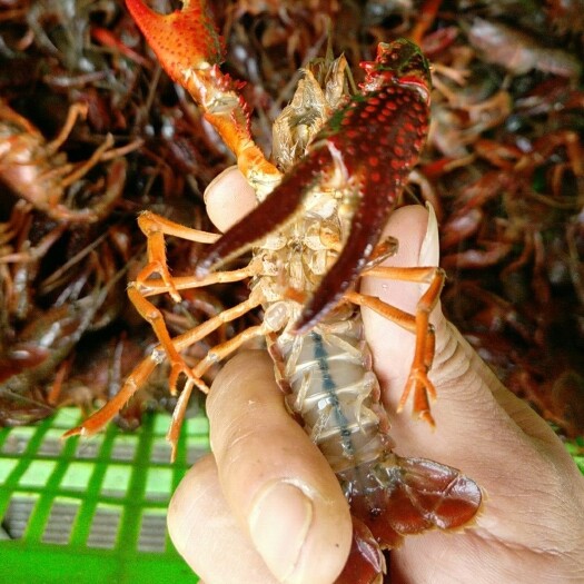 潜江市 潜江清水小龙虾