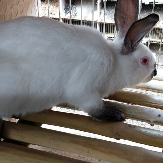 嘉祥县比利时兔 我场培育销售为一体的大型种兔