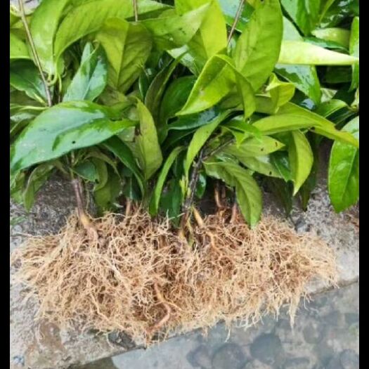 通道县粉红黑老虎苗