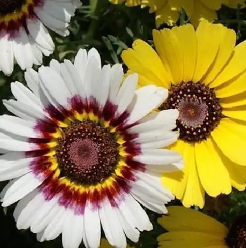 花环菊种子混色花卉种子景观绿化草花种子四季易种
