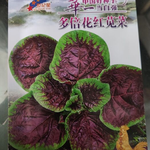 郑州花红苋菜种子 多倍花红苋菜