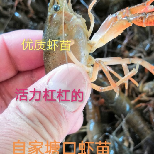 沭阳县 淡水龙虾养殖虾苗