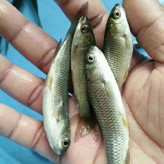 草鱼苗，致富魚场出售各类优质大小规格鱼苗，质量求生成支持配
