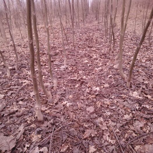 太康县 两年核桃苗！自育苗15000棵左右！！