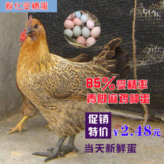 沭阳县 青脚麻鸡种蛋
