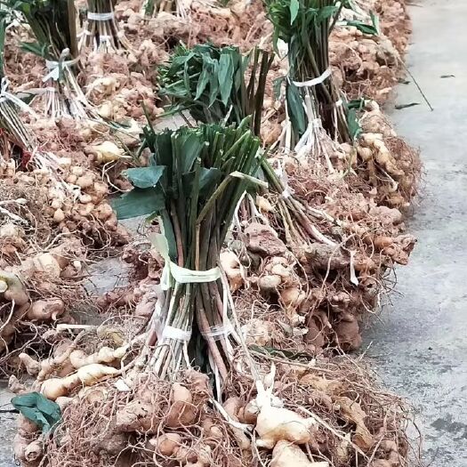 百色 镇黄精