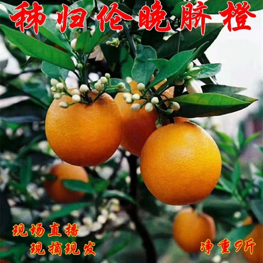 秭归县伦晚脐橙 秭归伦晚