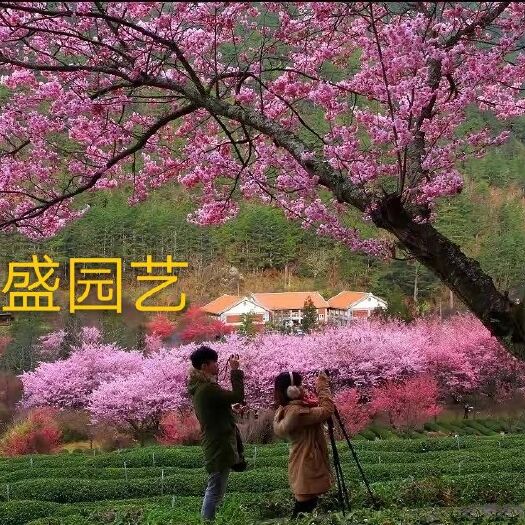 广东广西 海南樱花