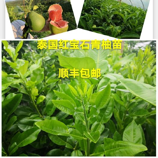 平和县泰国红宝石柚苗  正宗泰国红宝石青柚苗  红宝石青柚  柚子