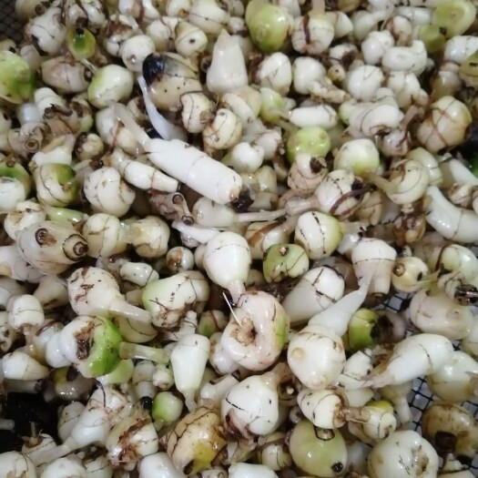 贡山县中药材乌枣 毛茨菰