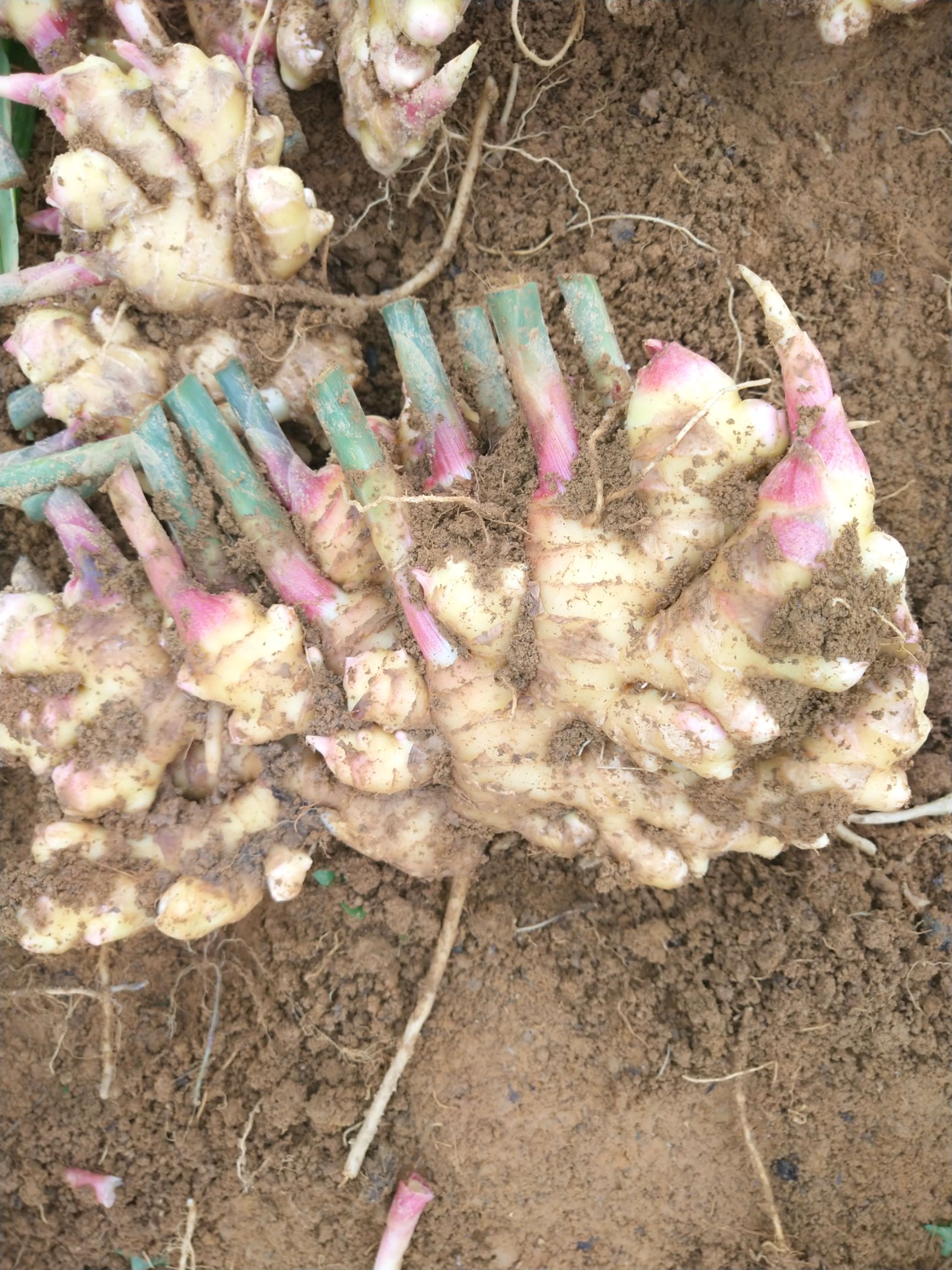 经典老黄姜 姜香 肥大 天然…