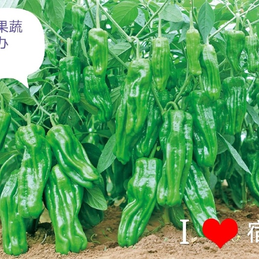 宿州薄皮椒 宿州果蔬代办，一次合作终生朋友   期待您的合作