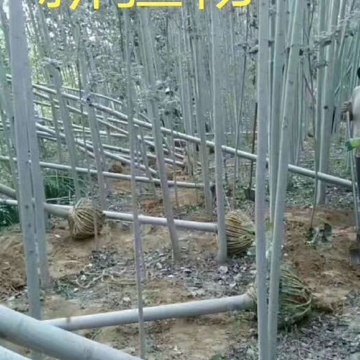 中卫 新疆杨
