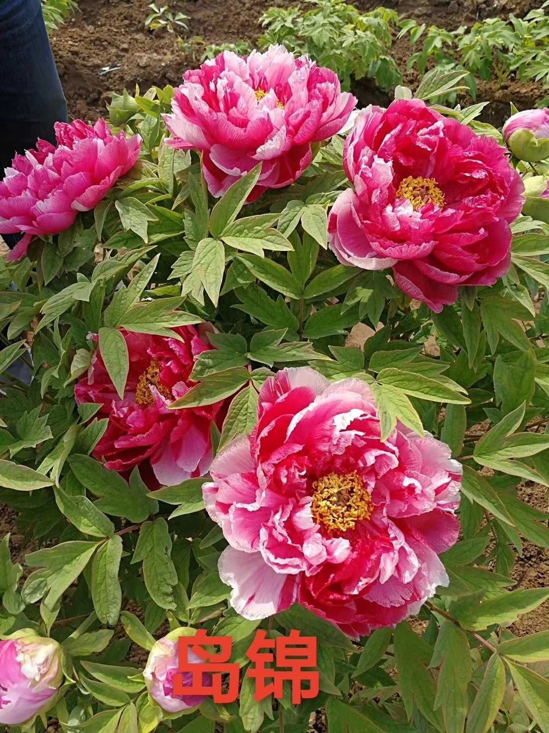  精品牡丹岛锦多年生庭院种植花卉绿植