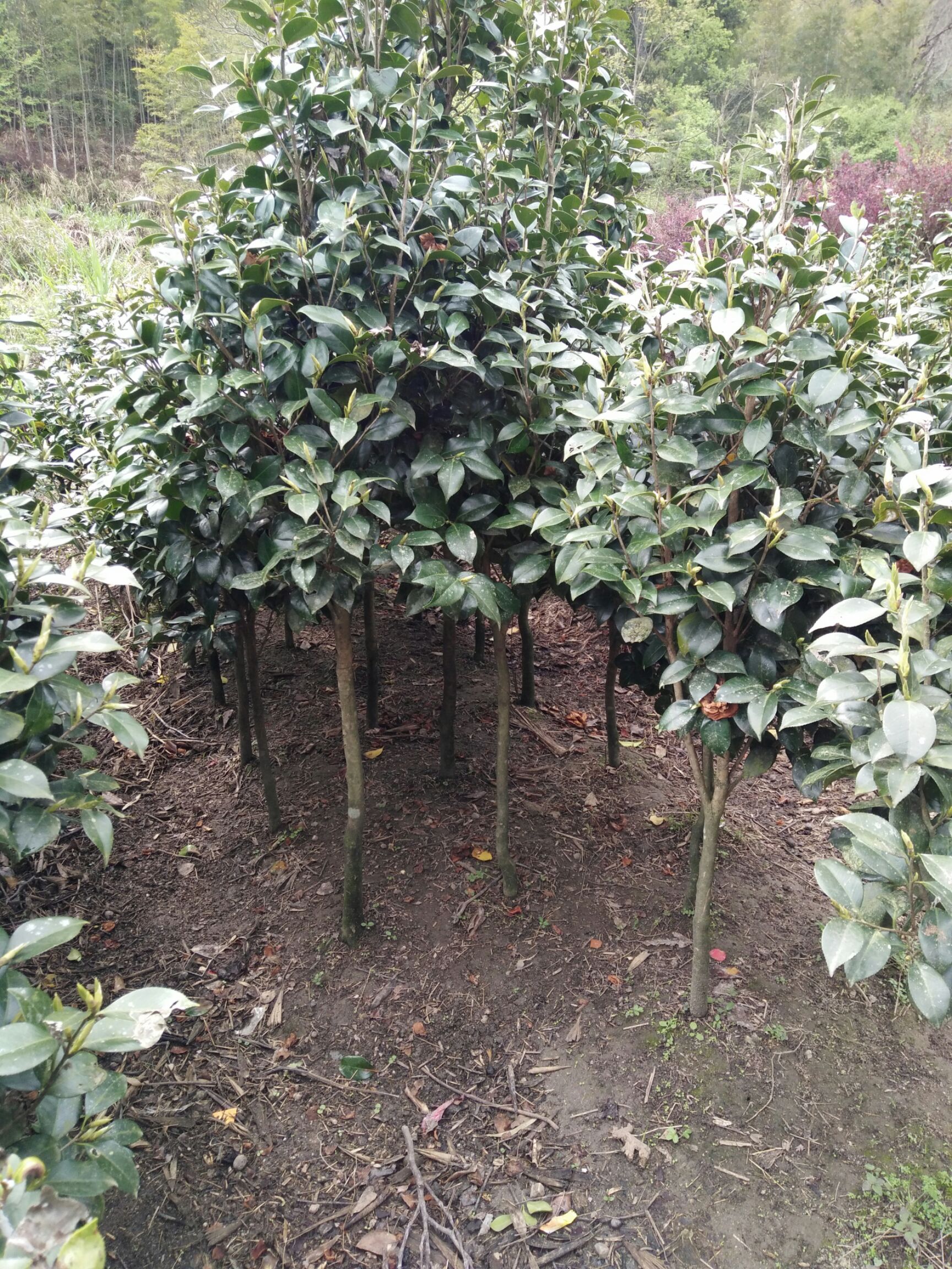  茶花，茶花球地径2一3㎝冠幅40一60㎝工程茶花球