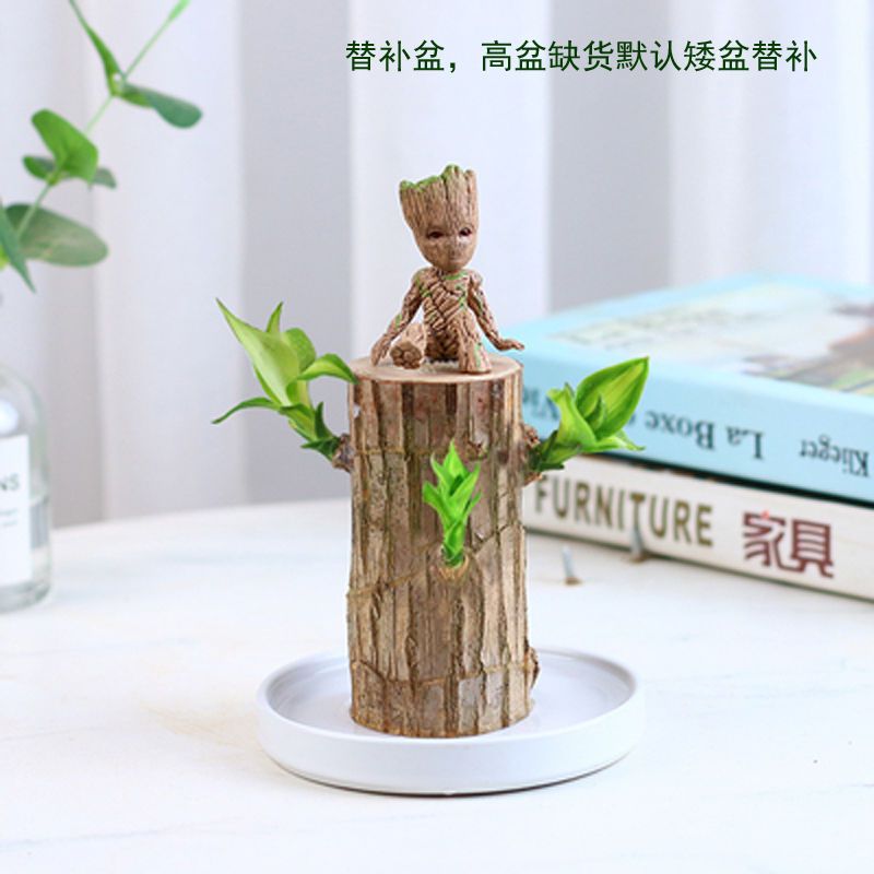 巴西木盆栽 巴西木水养绿植幸运小盆栽办公室内桌面上格鲁特吸甲醛净化空气