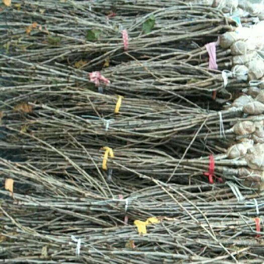 大方县玛瑙红樱桃树苗 玛瑙红苗批发