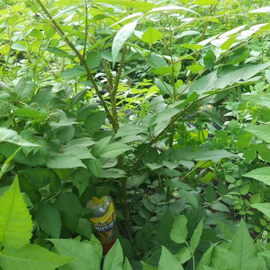 集安市刺老芽苗