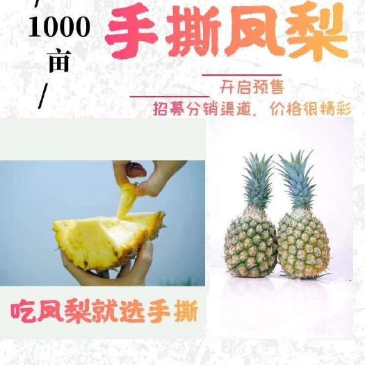 金钻凤梨 琼海一千亩手撕凤梨招募分销渠道，欢迎采购，价格优惠。
