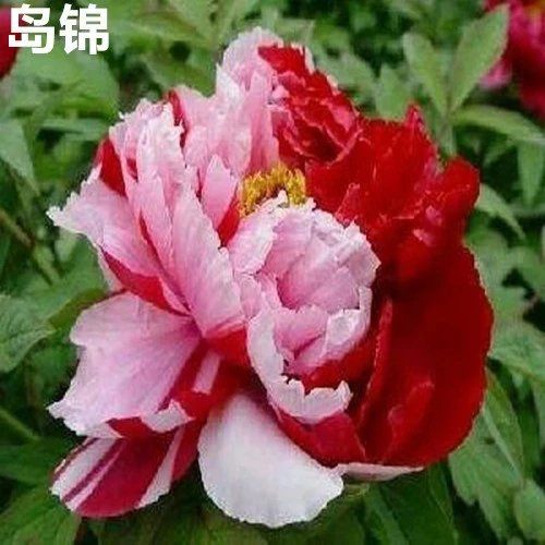  精品牡丹岛锦多年生庭院种植花卉绿植