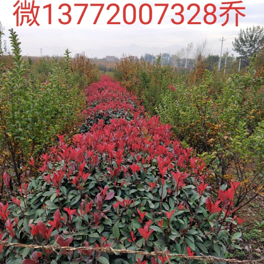 蓝田县 蓝田白鹿原精品白皮松各种道路工程苗木