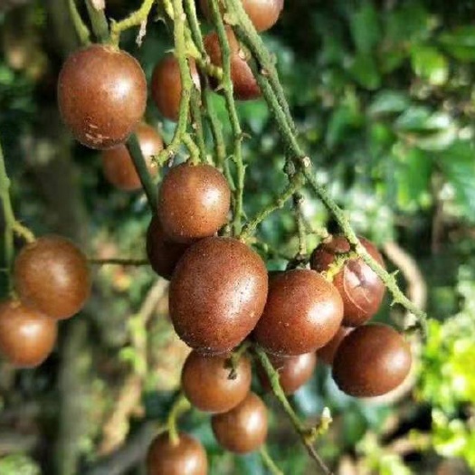 灵山县黄皮果树苗贵妃嫁接无核鸡心香蜜黑黄皮果树广西黄皮特大果苗盆栽