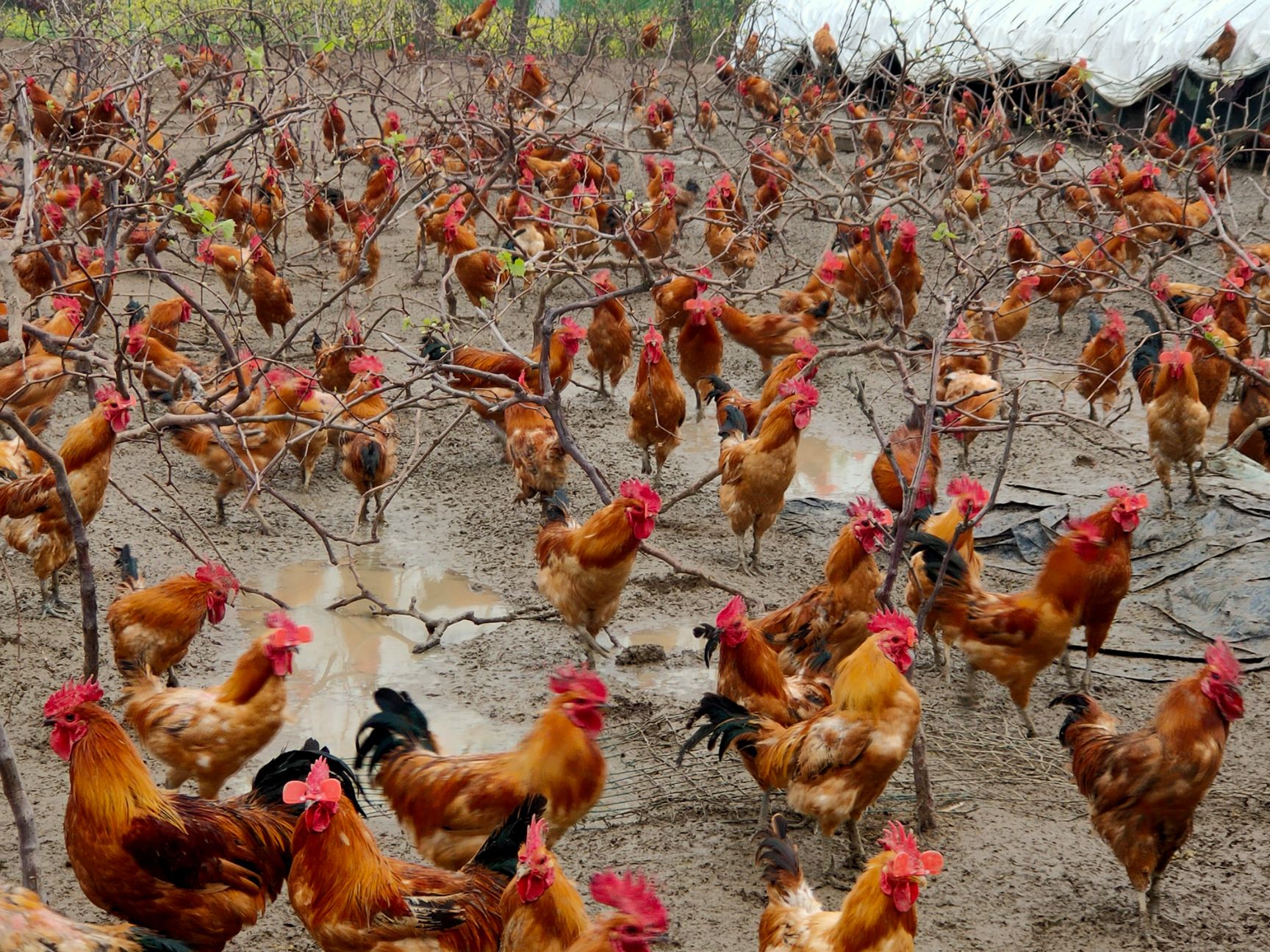 贫困户自养土鸡