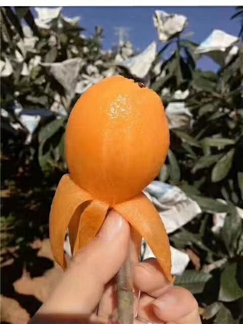 莆田 莆田枇杷