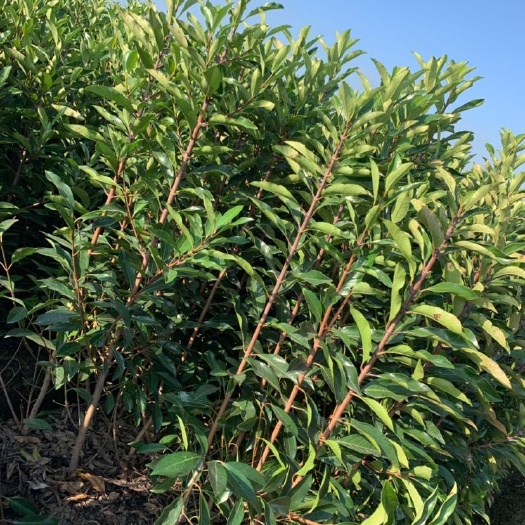 浏阳市法国冬青，早禾树，篱笆植物产地直销大量供应
