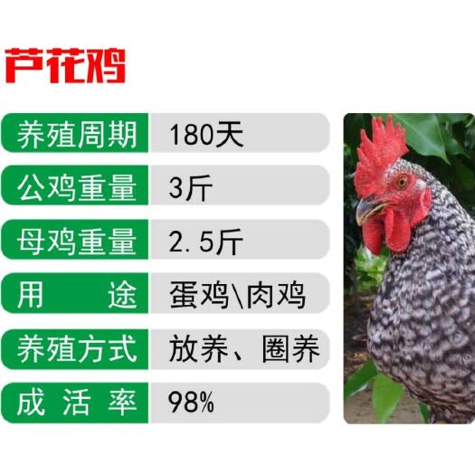 南宁 芦花鸡苗，出壳包打疫苗，运输包活，厂家直销