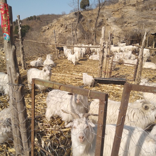 滦平县 出售绒山羊