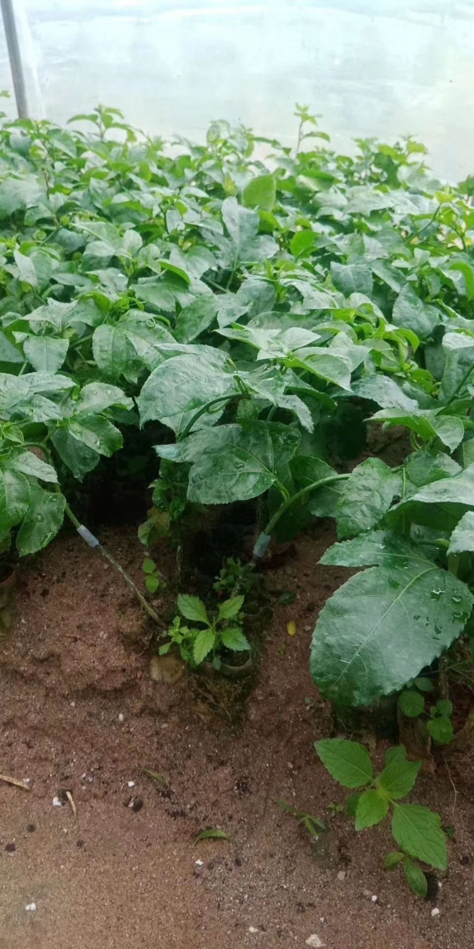紫香一号百香果苗  台农百香果藤植物庭院楼顶盆栽可以种植，种植三至五只月开花结果