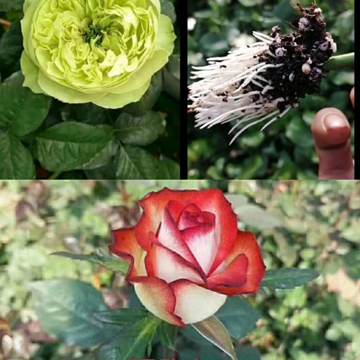 昆明 玫瑰花苗，月季花苗，