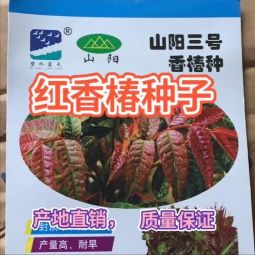 香椿种子，红油香椿种子，红香椿种子，产地直销，