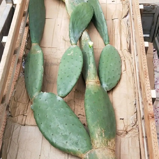 周口 墨西哥米邦塔仙人掌