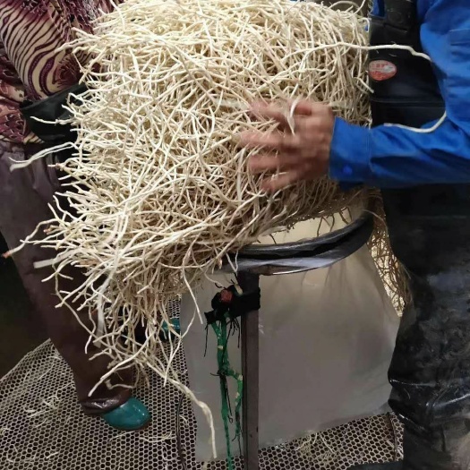 当阳市鱼腥草根  湖北鱼腥草 基地直发 一手货源 欢迎采购！